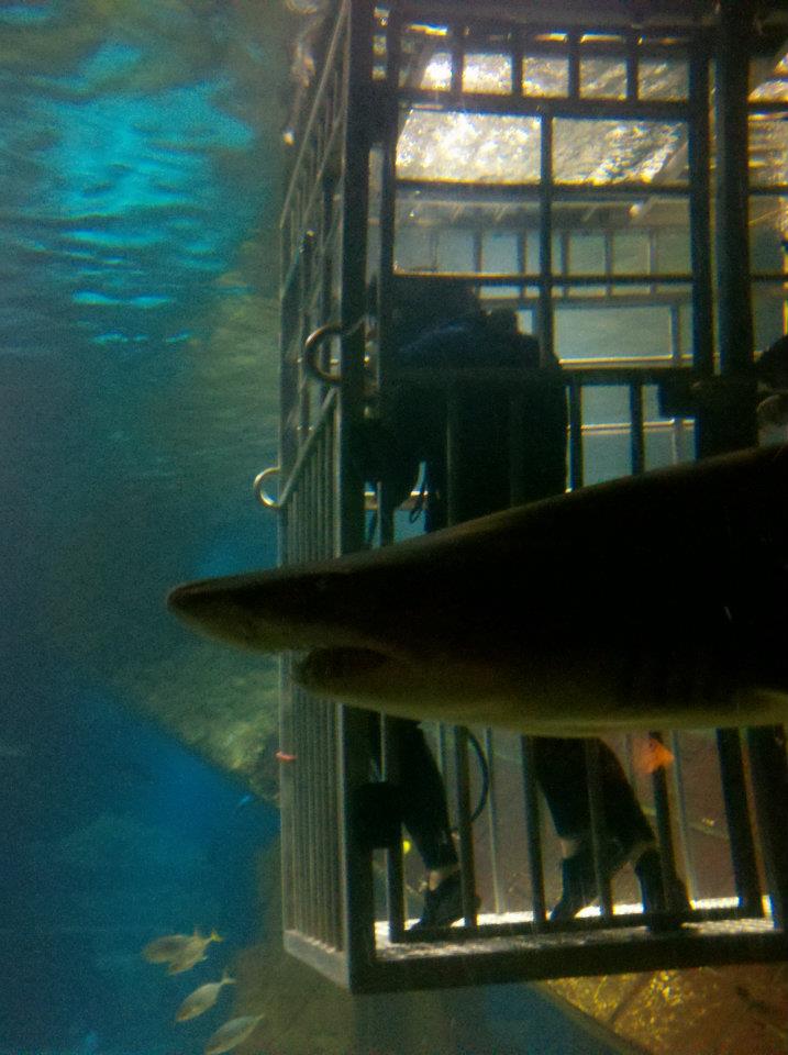 SHARK DIVE – Long Island,&nbsp;NY