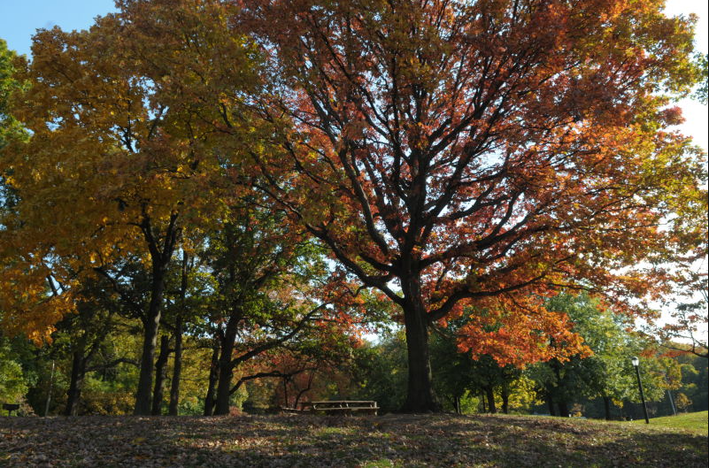 FREE Summer Concert Series –&nbsp;NYC