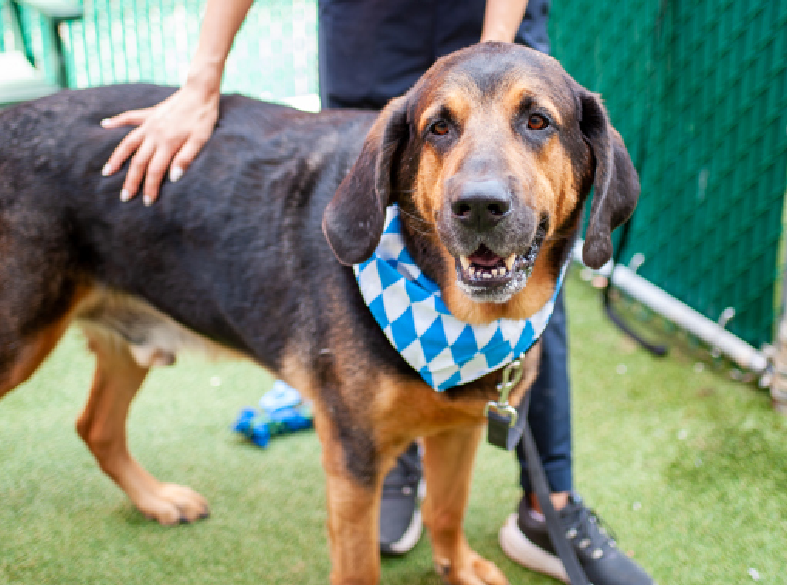 NYC Animal Shelter&nbsp;Crisis